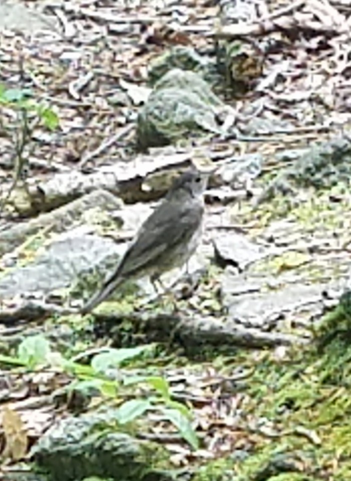 Gray-cheeked Thrush - ML235145651