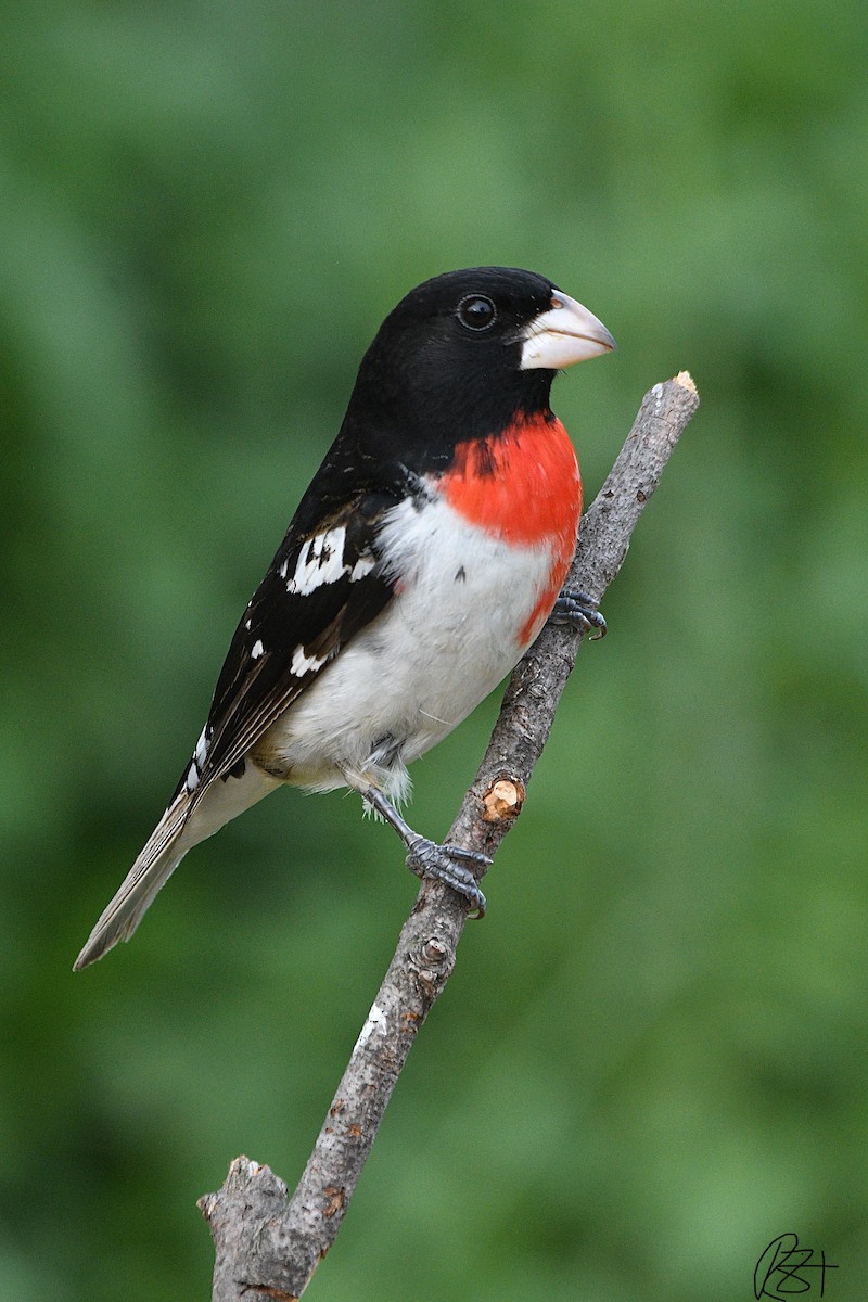 Rose-breasted Grosbeak - ML235146621