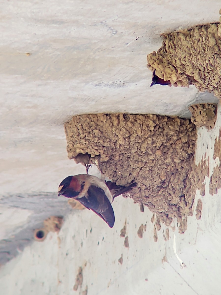 Cliff Swallow - ML235147141