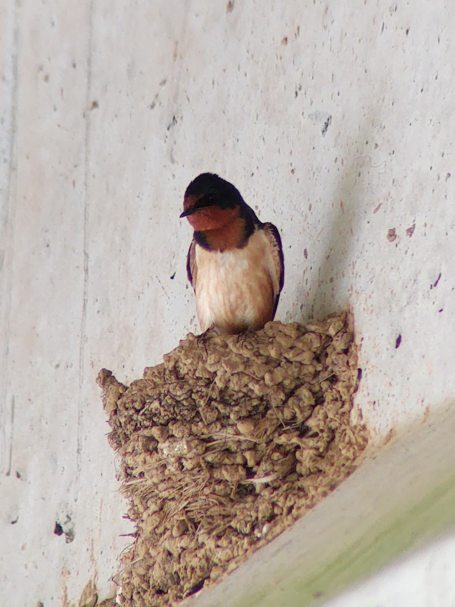 Barn Swallow - ML235147651