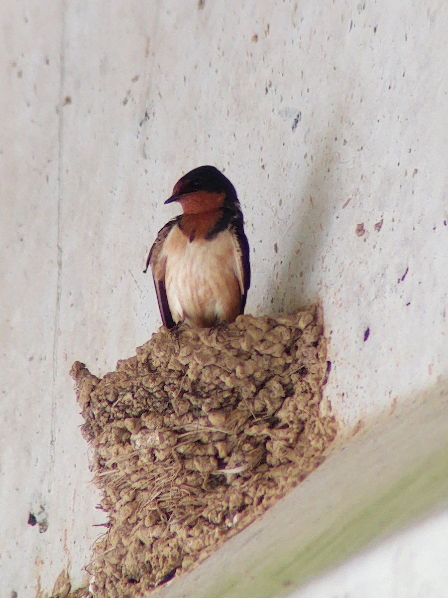 Barn Swallow - Matthew Krawczyk