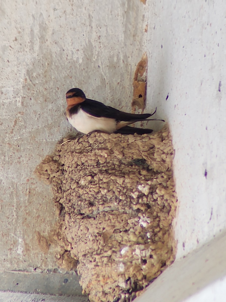 Barn Swallow - ML235147781