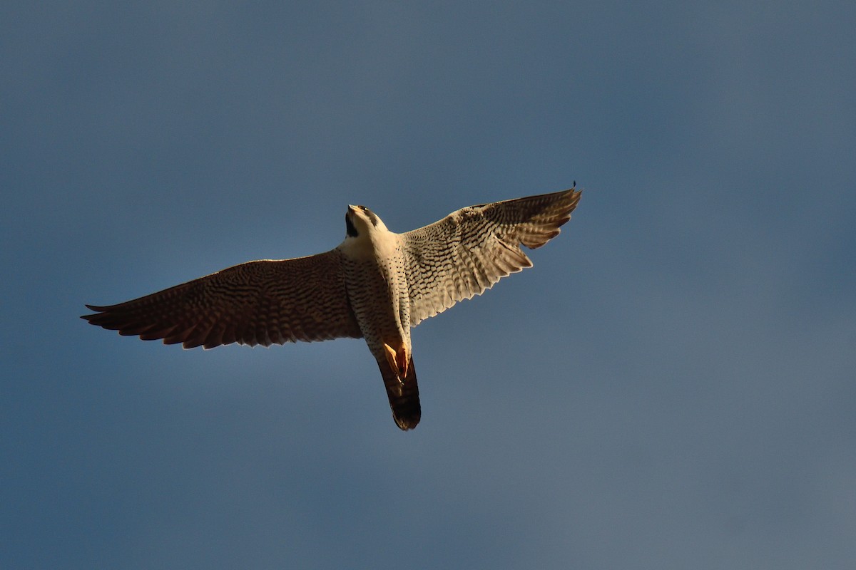 Peregrine Falcon - ML235149521