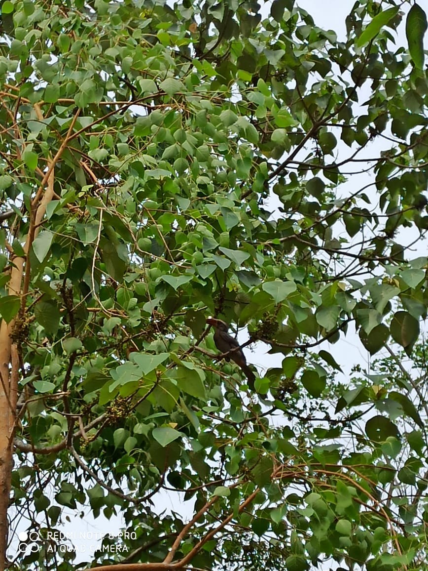 Malabar Gray Hornbill - India Bird Digitization (Group Account)