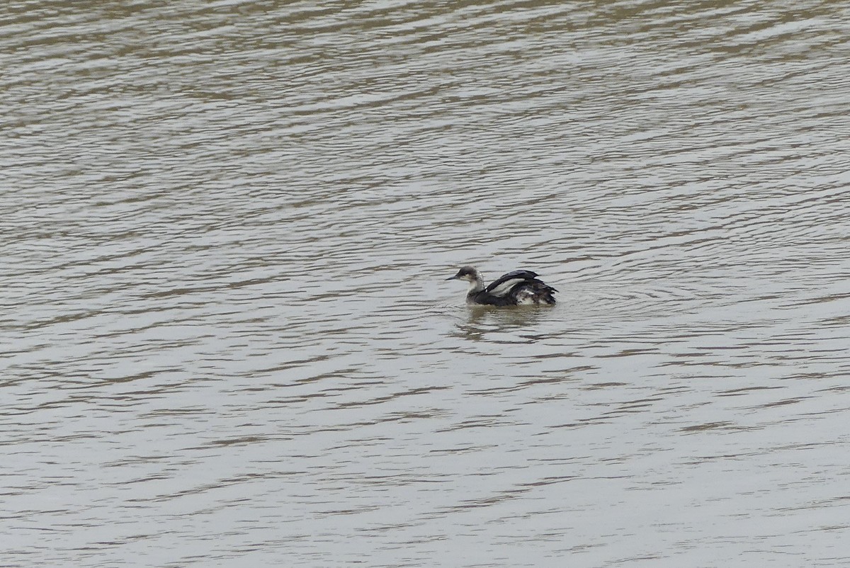 シロエリオオハム - ML235153361