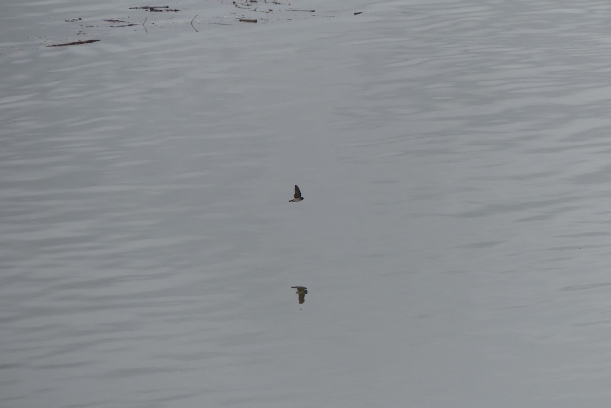 サンショクツバメ - ML235153621