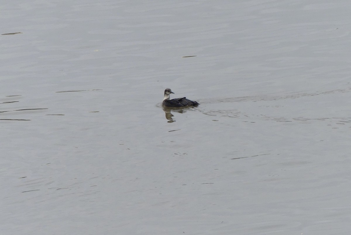 シロエリオオハム - ML235153921