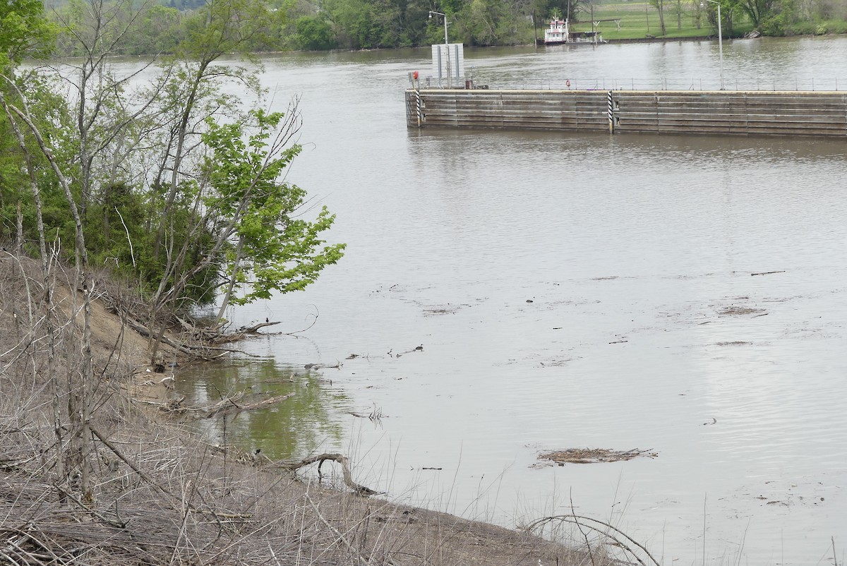 シロエリオオハム - ML235154401