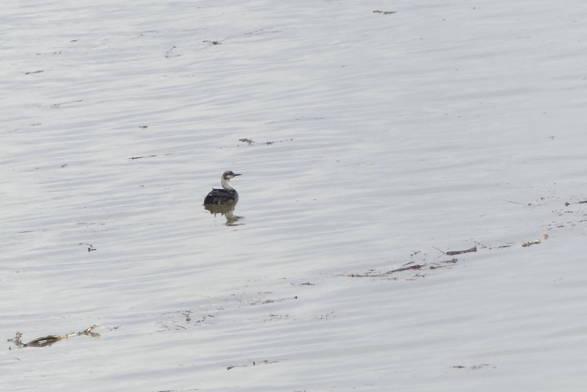 シロエリオオハム - ML235154461