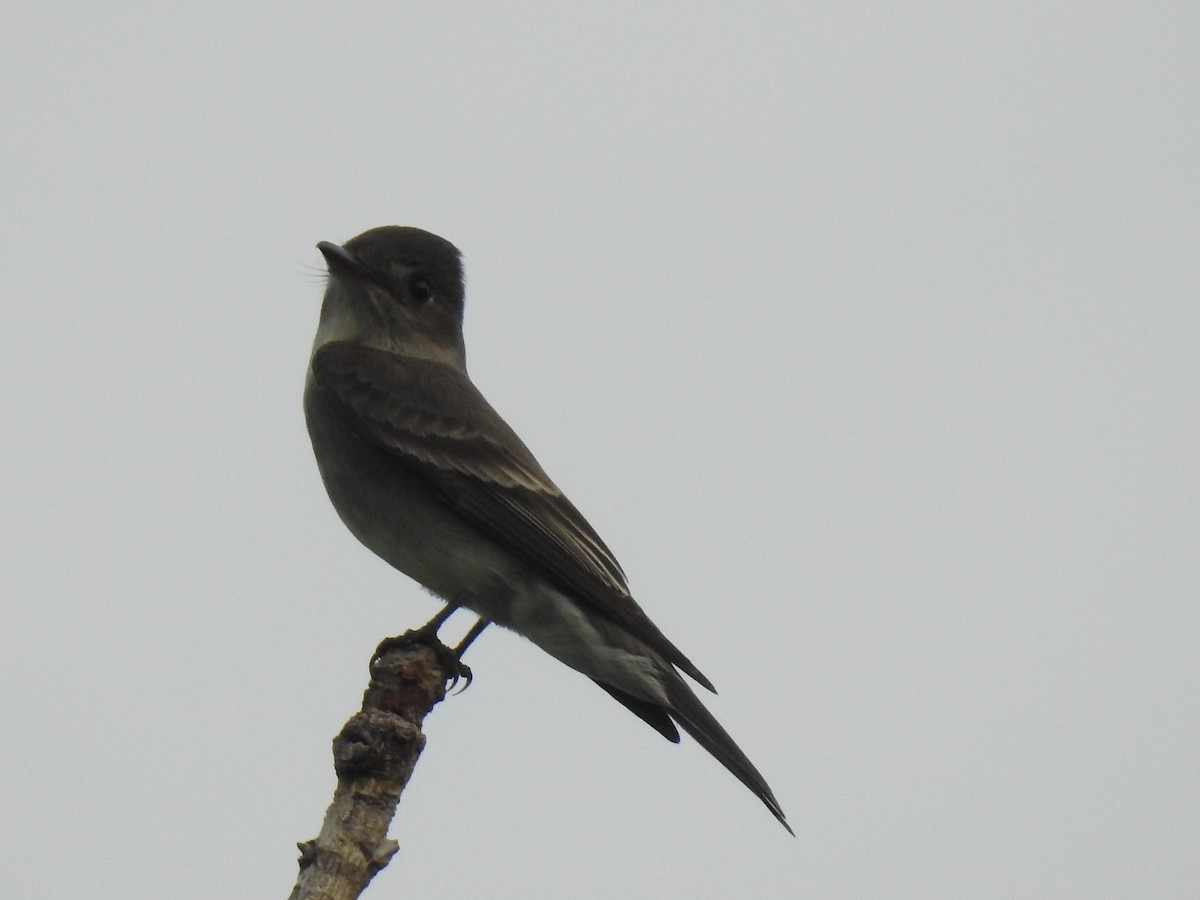 pewee sp. (Contopus sp.) - ML235154611