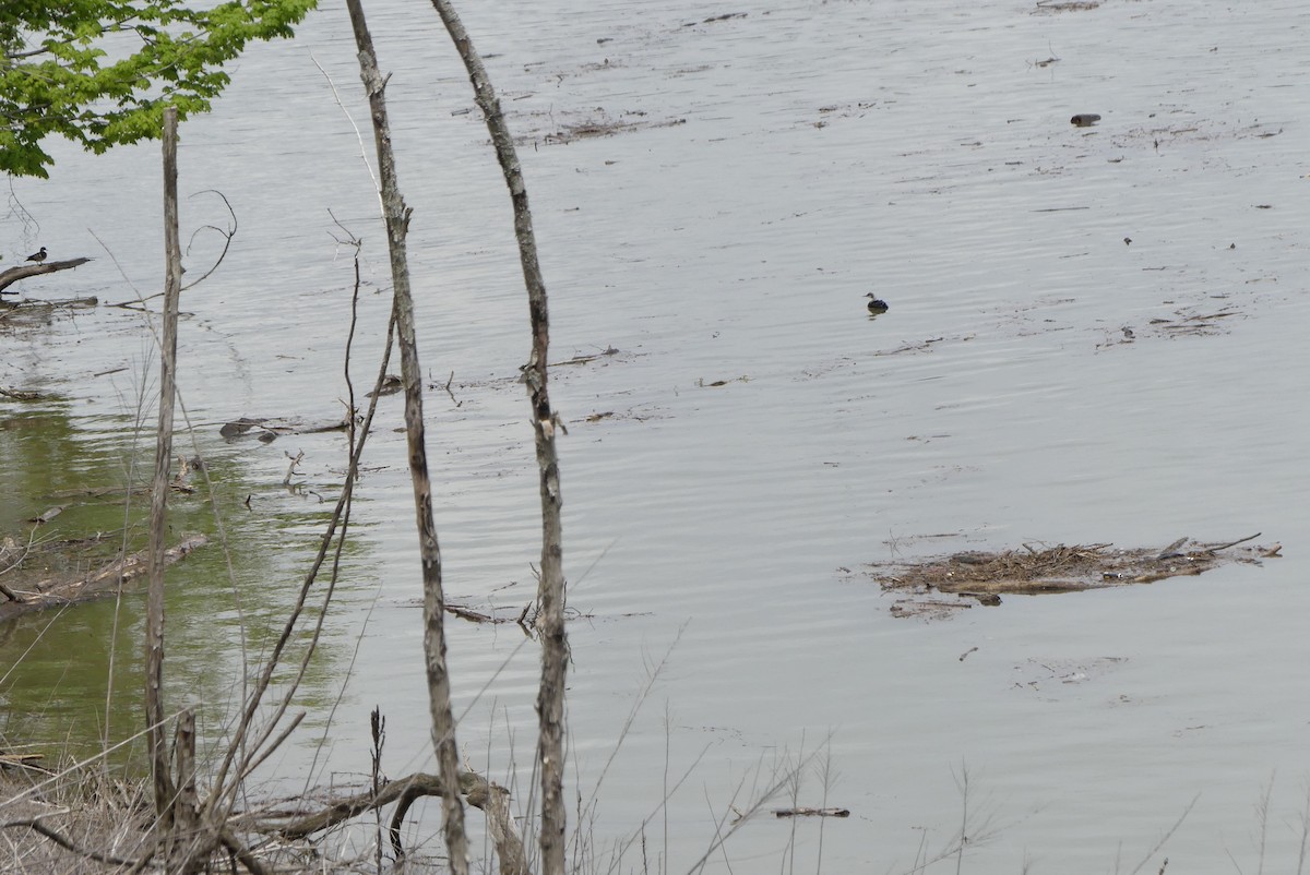 シロエリオオハム - ML235154621