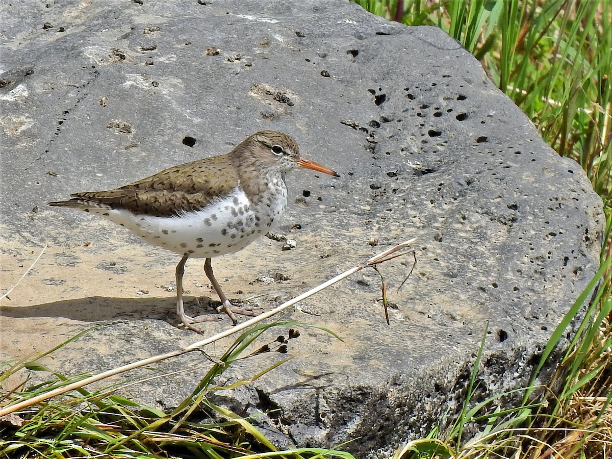 Spotted Sandpiper - ML235154871