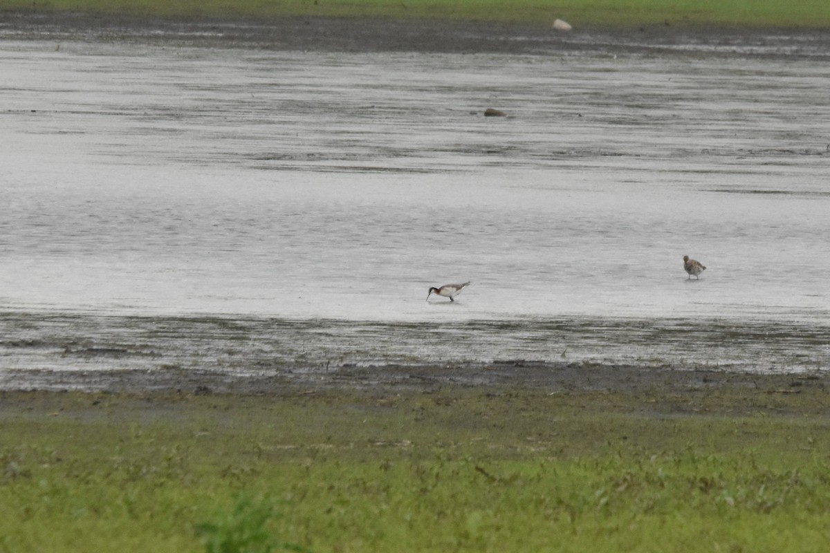 Wilson's Phalarope - ML235156341