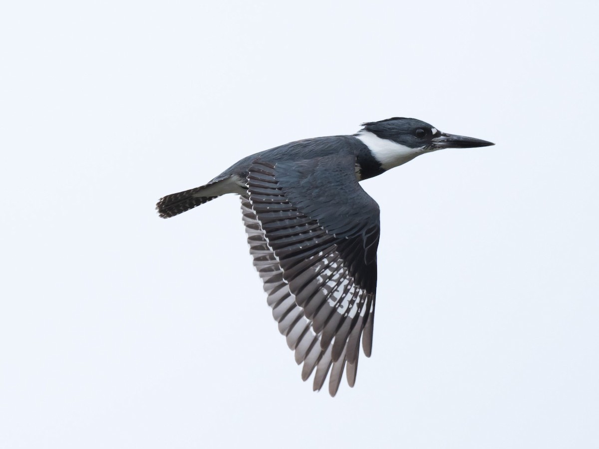 Belted Kingfisher - Michael Janke