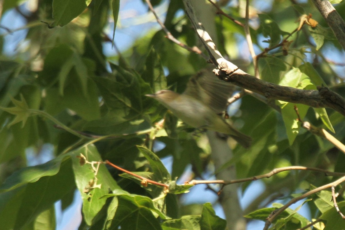 Red-eyed Vireo - ML235156921