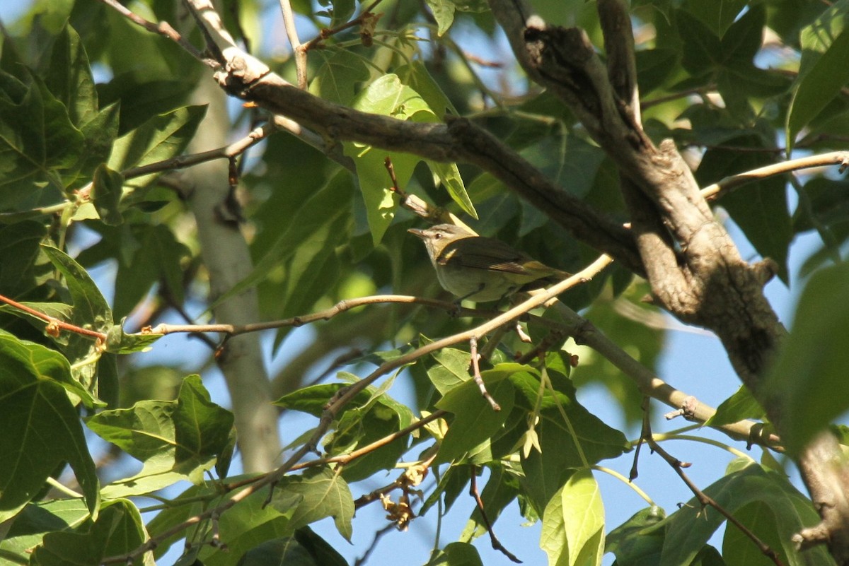 Red-eyed Vireo - ML235156931