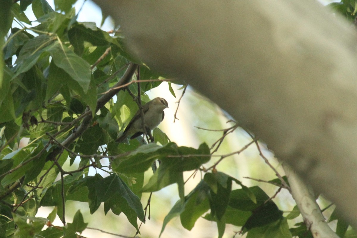 Red-eyed Vireo - ML235156941