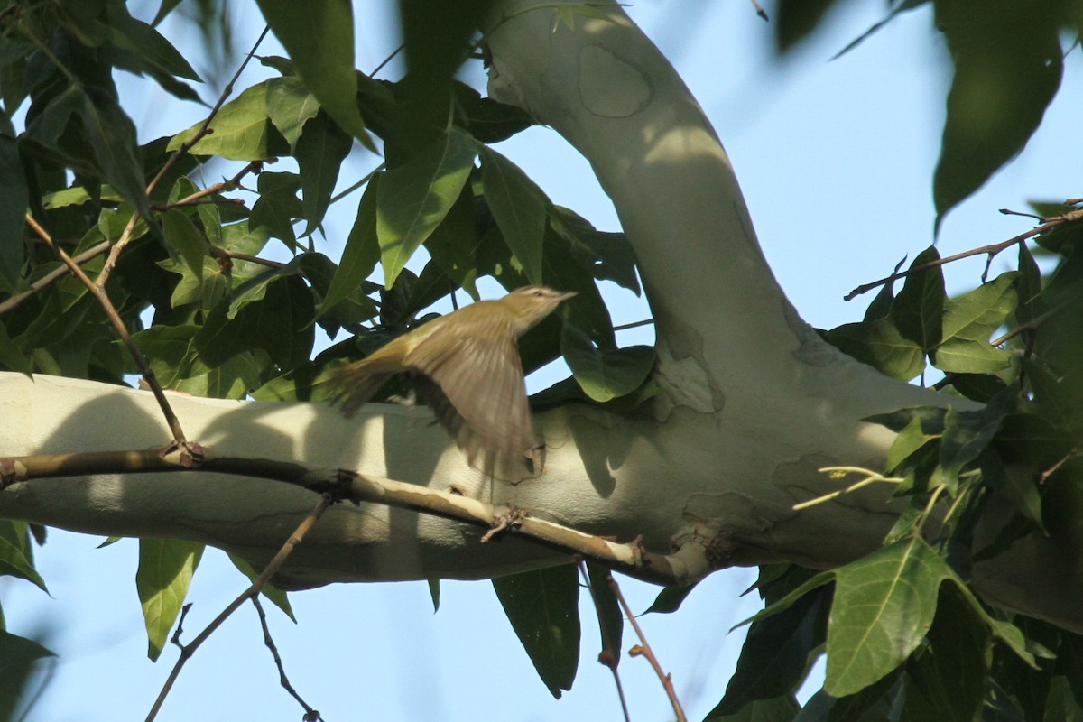 Red-eyed Vireo - ML235156951