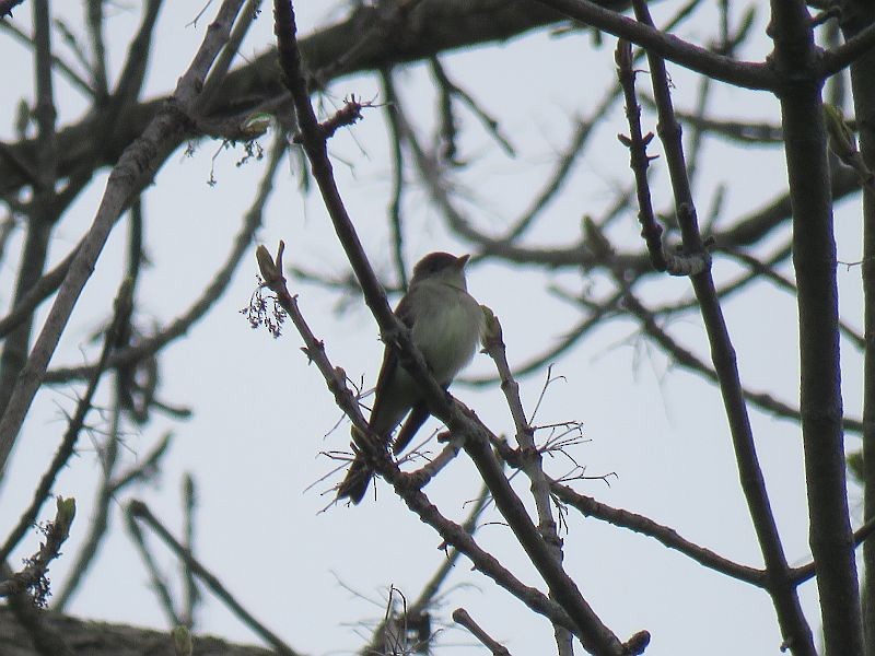 Eastern Wood-Pewee - Tracy The Birder