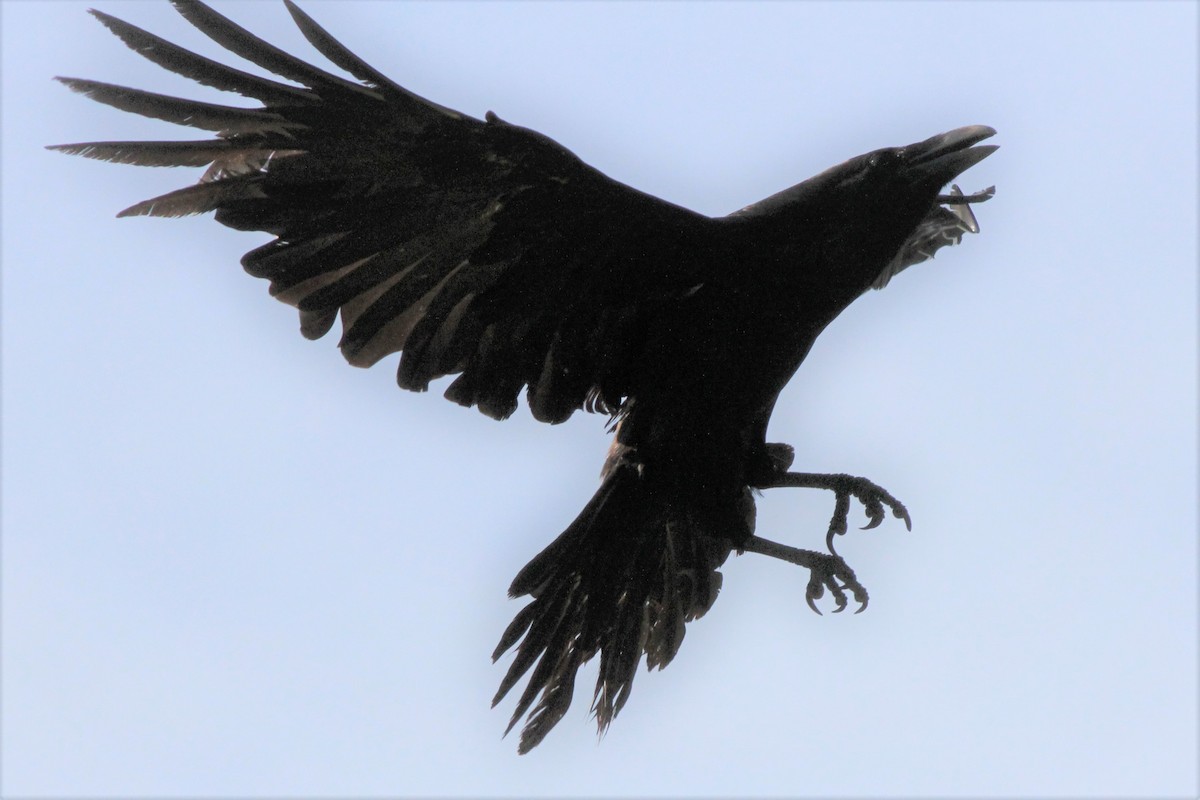 Common Raven - ML235158311