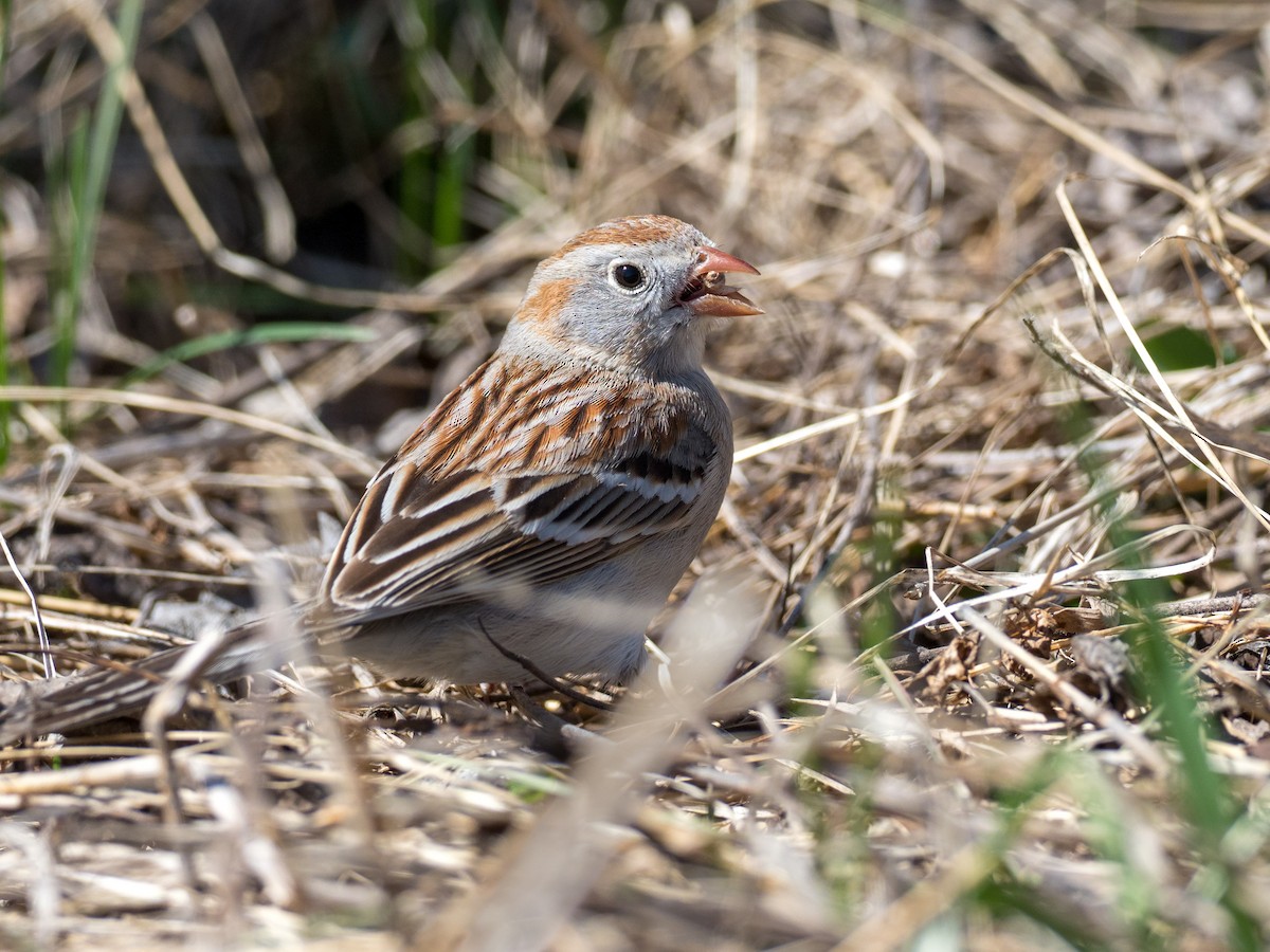 Field Sparrow - Michael Janke