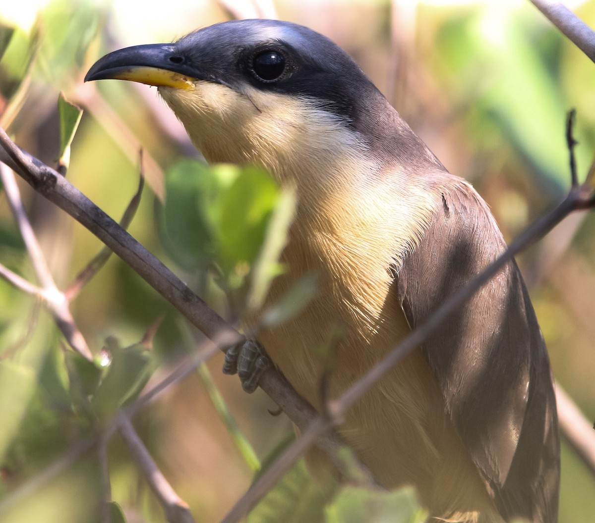 Mangrove Cuckoo - ML235158841