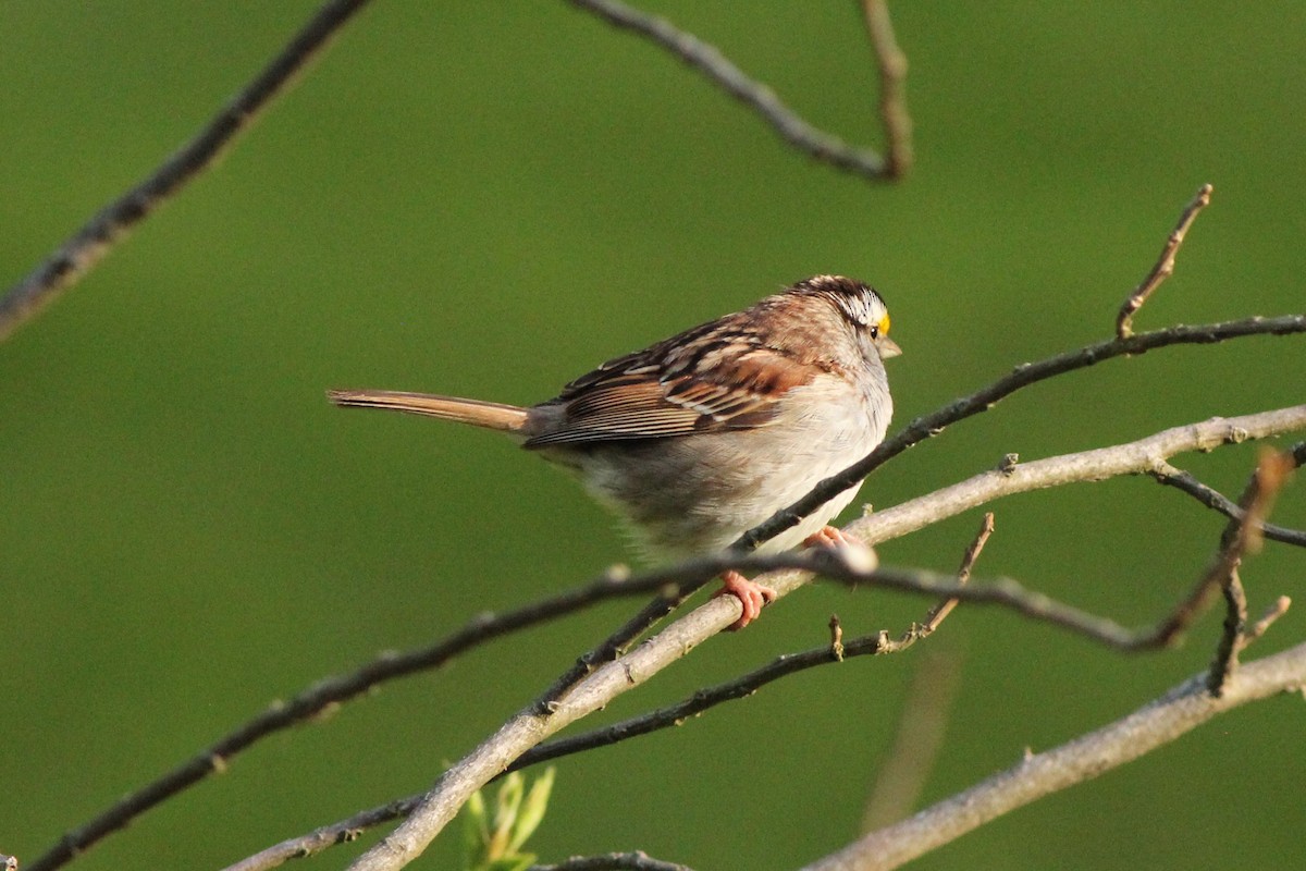 White-throated Sparrow - ML235159171