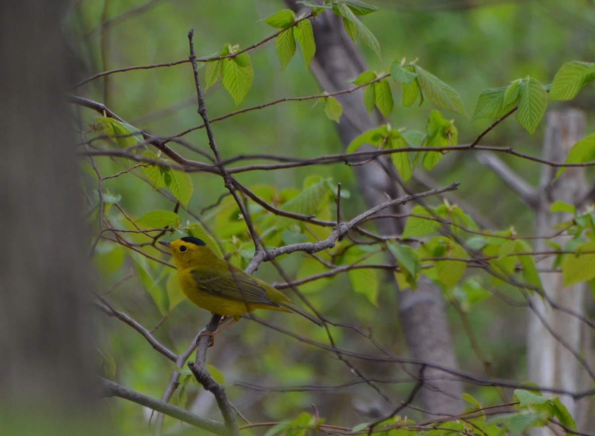 Wilson's Warbler - Christopher Theile