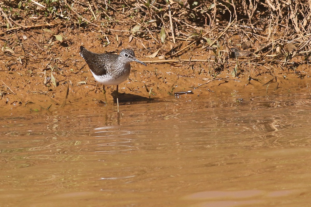 Solitary Sandpiper - ML235161511