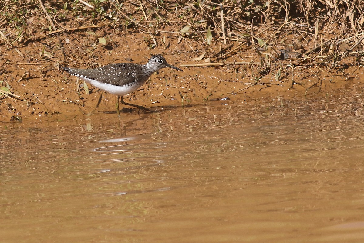 Solitary Sandpiper - ML235161521