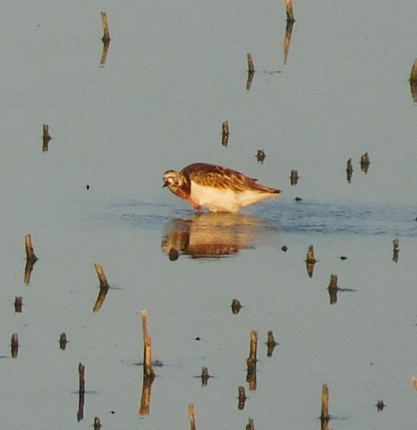 Ruddy Turnstone - ML235161541