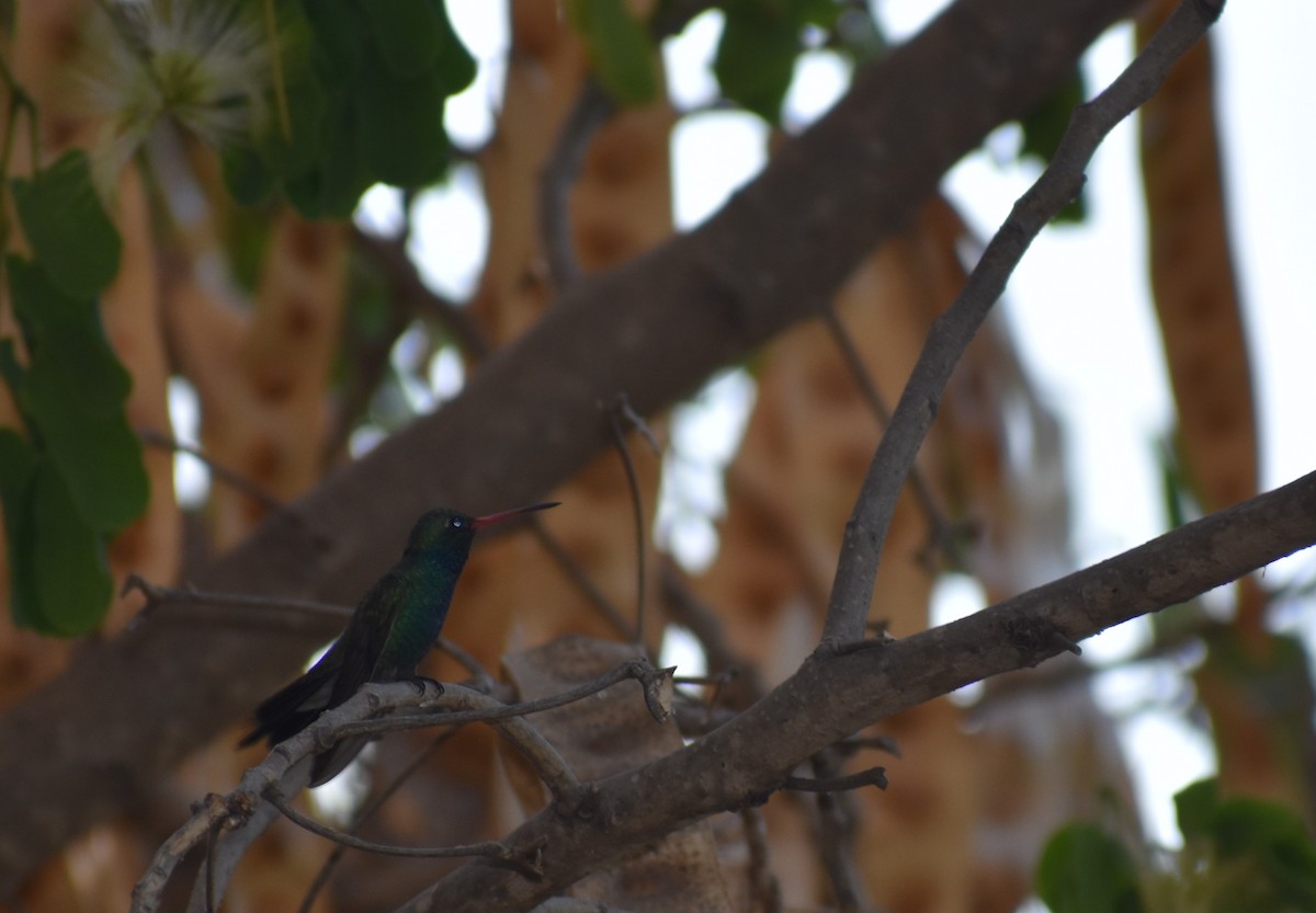 Broad-billed Hummingbird - ML235163281