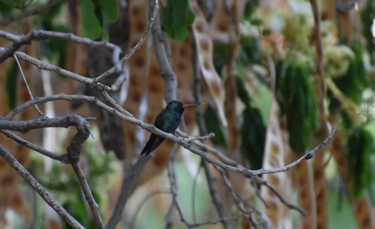Broad-billed Hummingbird - ML235163311