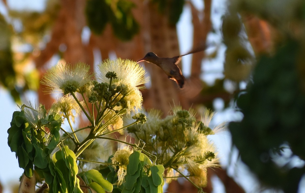 kolibřík ryšavý - ML235163491
