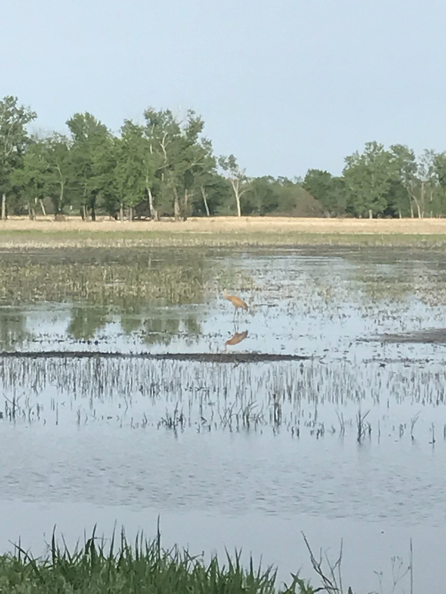 Sandhill Crane - ML235164191