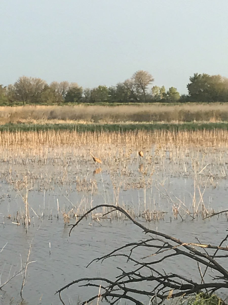 Sandhill Crane - ML235164201