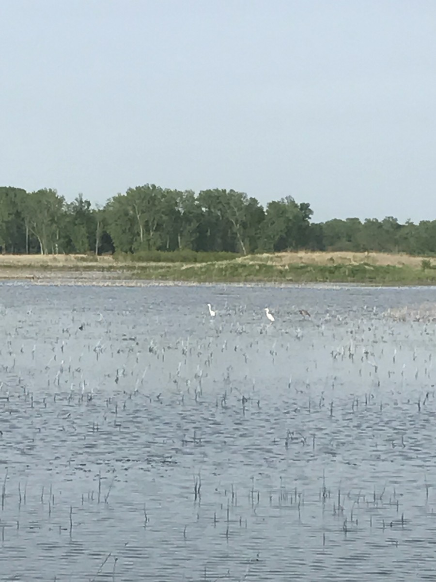 Great Egret - ML235164351