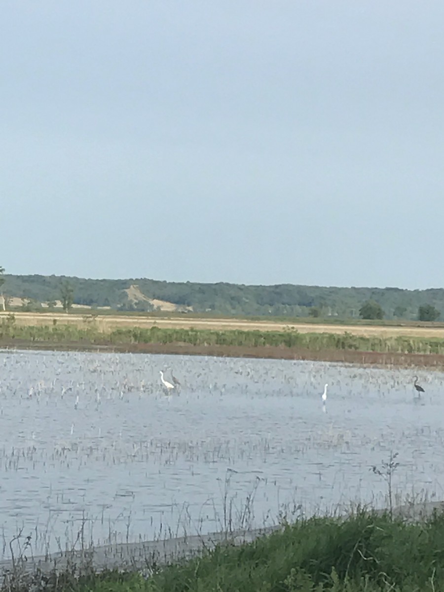 Great Egret - ML235164371