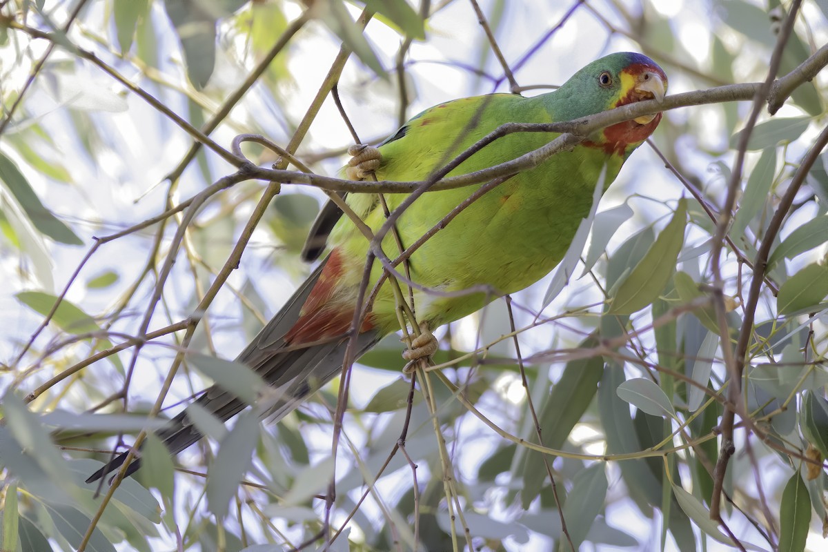Swift Parrot - ML235165251