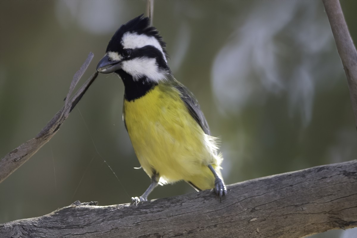 Eastern Shrike-tit - ML235165291