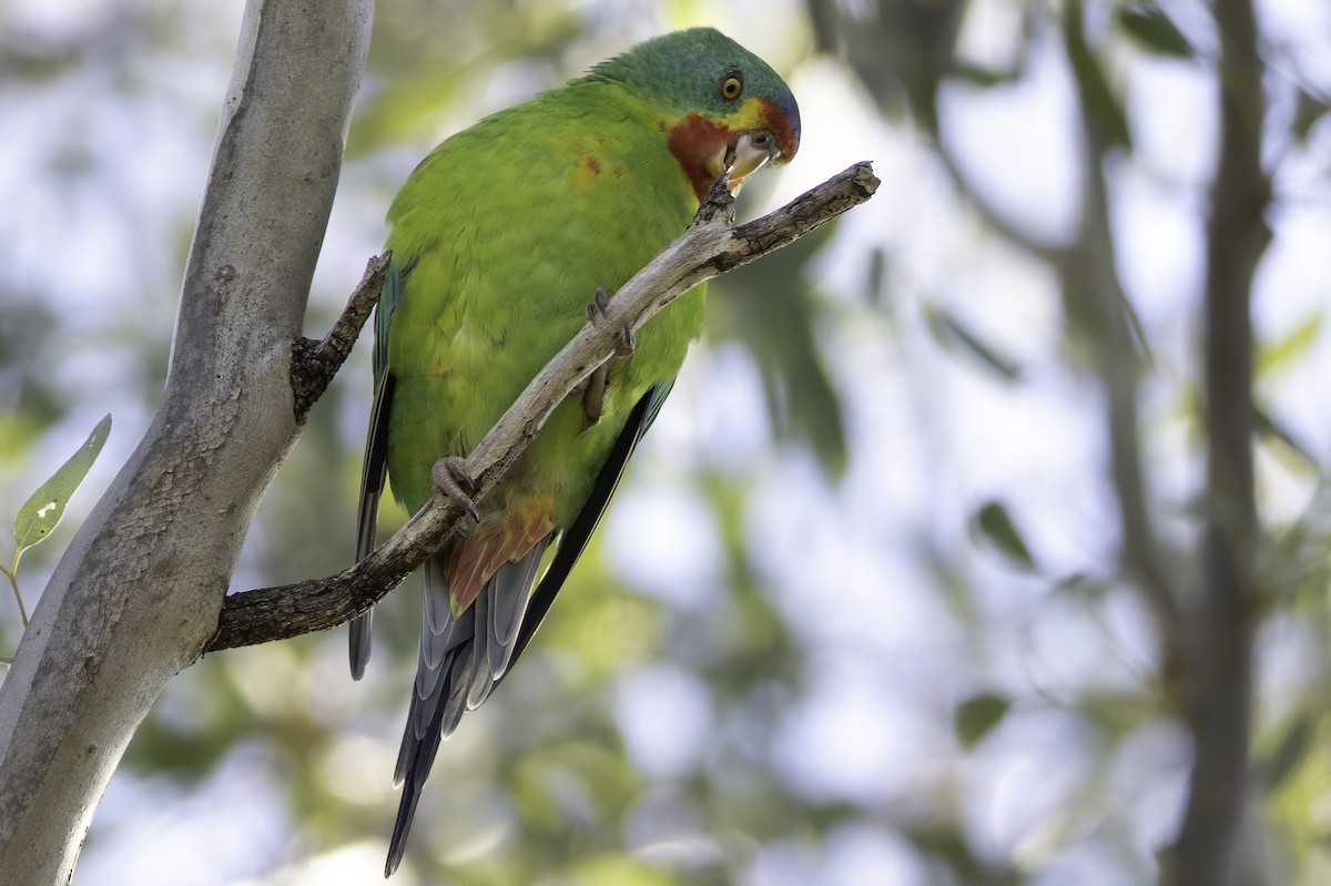 Swift Parrot - ML235165311