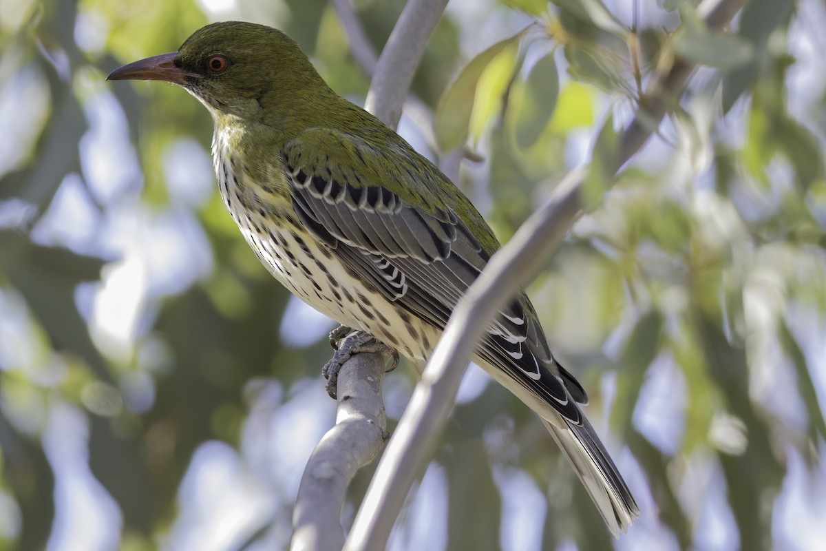 Olive-backed Oriole - ML235165431
