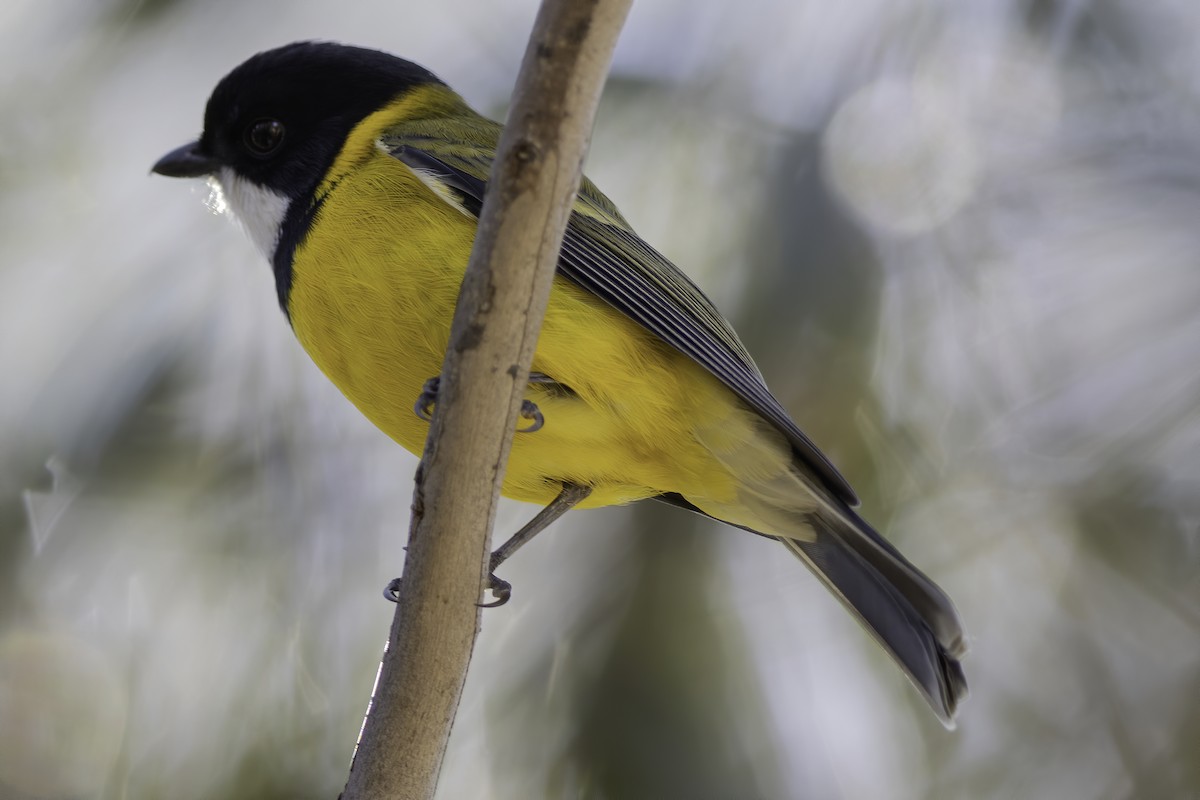 Golden Whistler (Eastern) - ML235165441