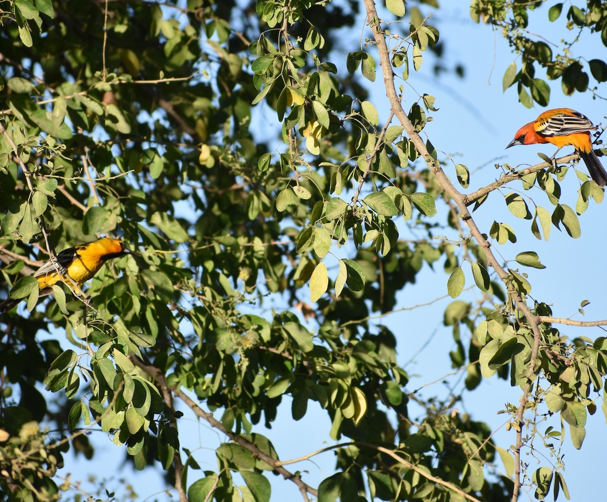 Streak-backed Oriole - ML235167081