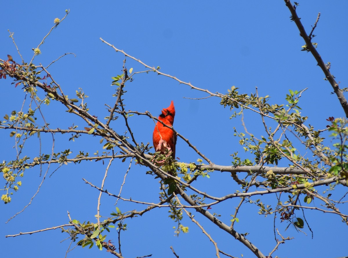 Northern Cardinal - ML235167521