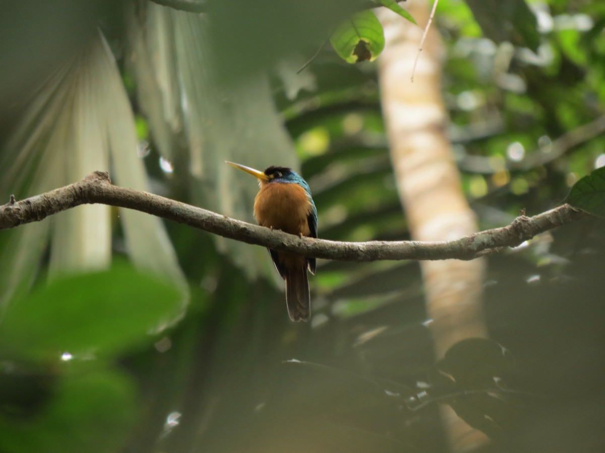 Blue-cheeked Jacamar - Kárlom Herrera-Peralta