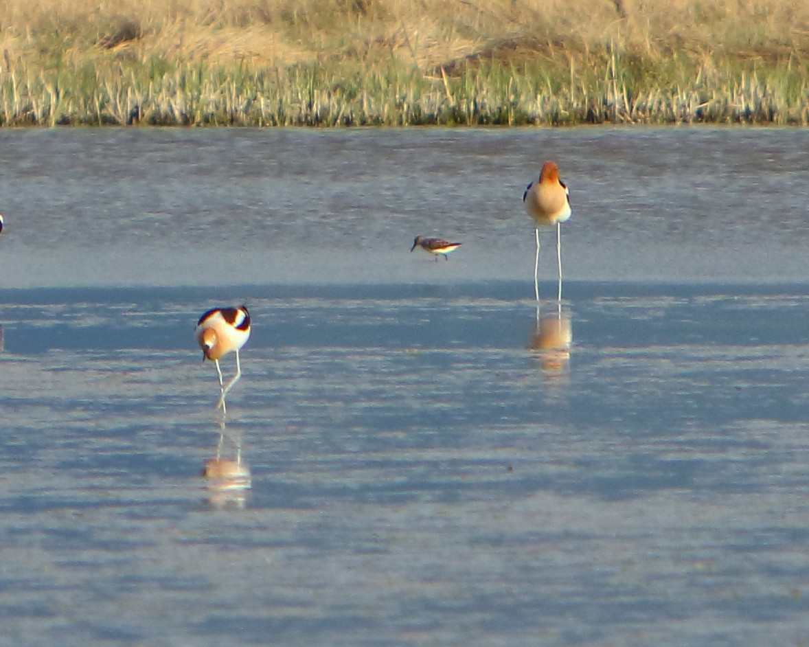 Baird's Sandpiper - ML235172611