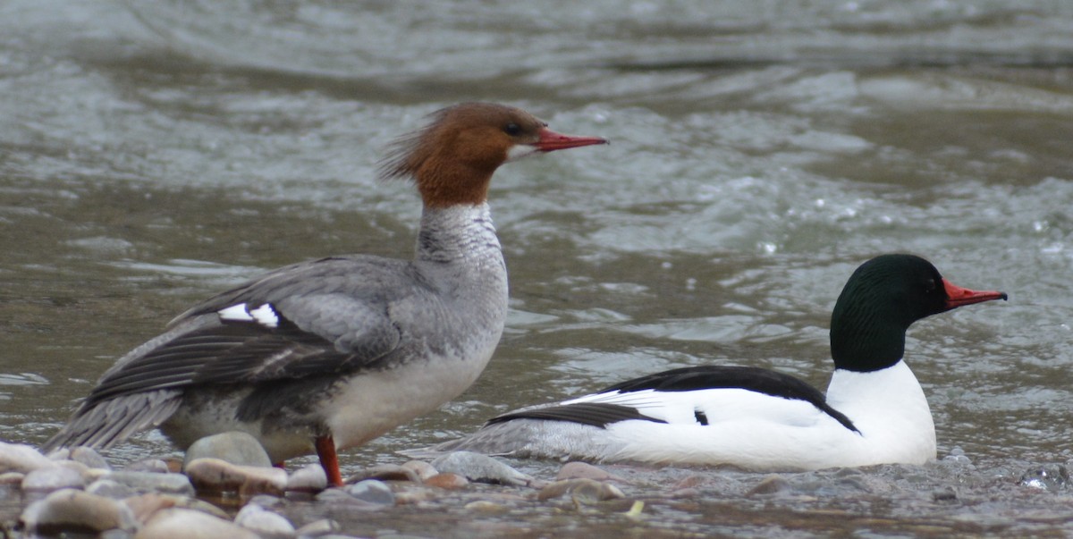 Common Merganser - Filip Panusz