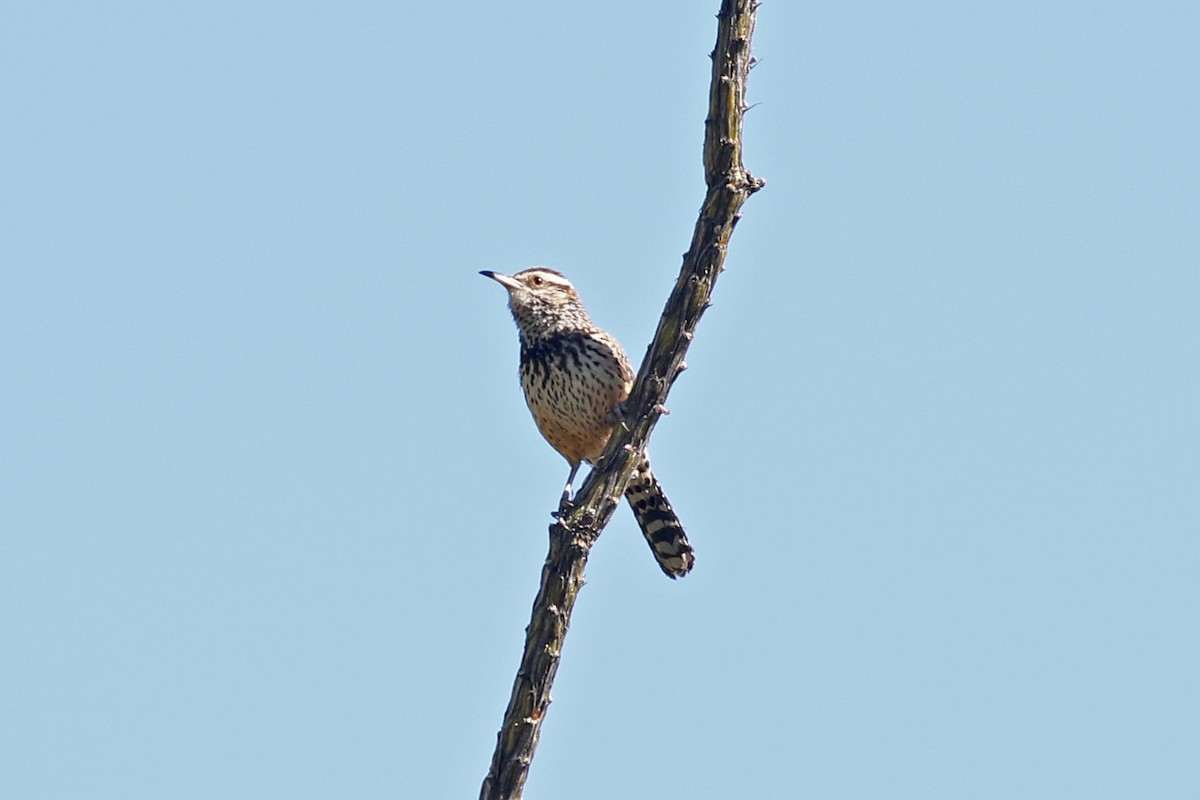 Cactus Wren - ML235173941