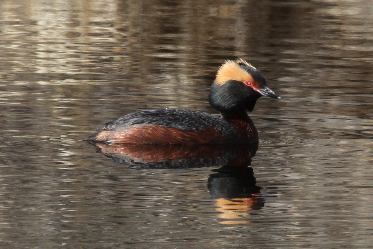 Horned Grebe - Geoffrey Urwin